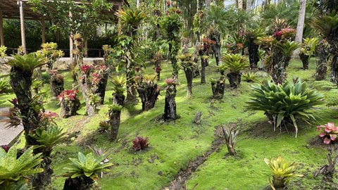 Bromeliads and tropical plants on moss-covered stumps at Balata botanical garden