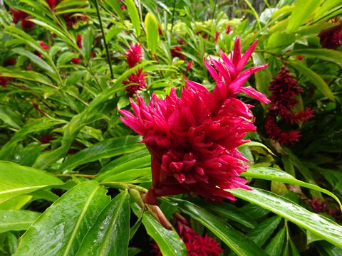 Red ginger flower among wet leaves, lush tropical vegetation in Martinique