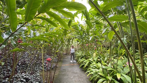 Woman walking among tropical plants at Balata botanical garden, Martinique