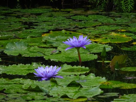 Purple water lilies blooming over a pond covered with lily pads