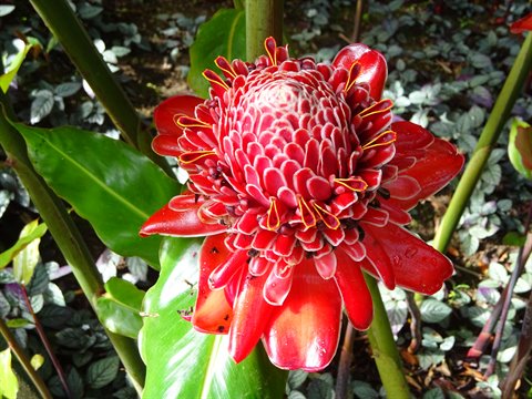 Red torch ginger flower among green leaves in a tropical Martinique garden