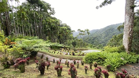 Balata botanical garden: ferns, red bromeliads and palms among green mountains