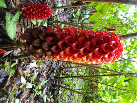 Red cone-shaped Tapeinochilos ginger bloom in the wet tropical rainforest