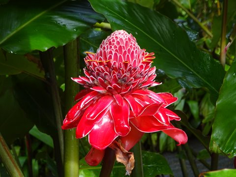 Red torch ginger flower among green leaves, natural light, Martinique