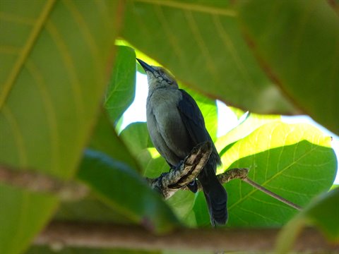 Gray bird perched on a branch among green leaves, sunlight filtering through, Martinique