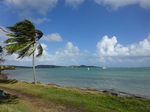 Wind-bent palm tree on the shore, catamaran sailing turquoise water