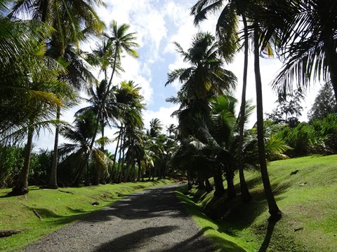 Gravel path between coconut palms and green lawn in Sainte-Anne