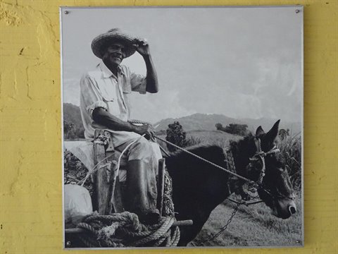 Black and white photo on yellow wall: farmer with hat on a mule-drawn load