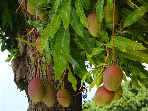 Stonefield Villa Resort - Mangoes