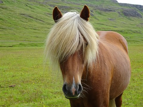 Cavallo islandese criniera bionda sul prato verde