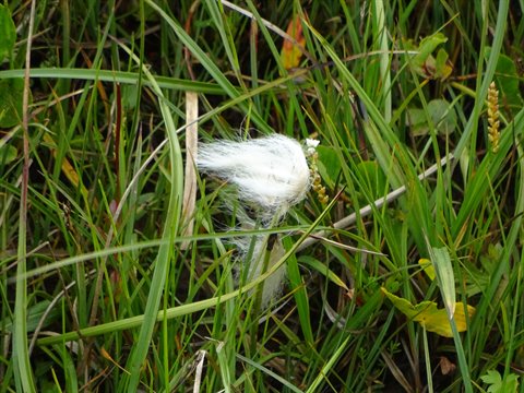 Borro setoloso tra l'erba verde, piumetta bianca mossa dal vento