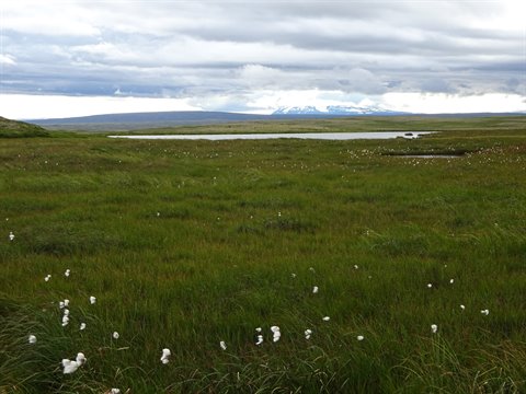 Palude con cotone erba e lago sotto montagne innevate, Myvatn