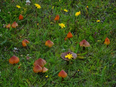 Funghi arancioni e denti di Leone nell'erba verde di Arnastapi