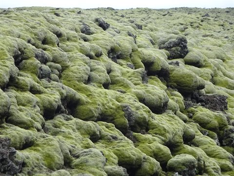 Campata di lava ricoperta di muschio verde presso Reykjanes