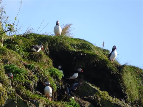 Protobacco (fratercola) sul pendio erboso di Latrabjarg, Islanda