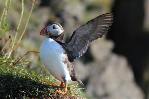 Puffin ad ali spiegate sull'erba delle scogliere di Arnastapi