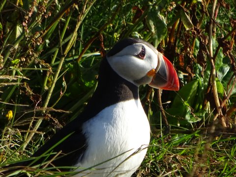 Puffin tra l'erba verde, luce solare, Arnastapi