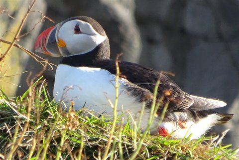 Puffin posato sull'erba tra i fianchi rocciosi di Arnastapi
