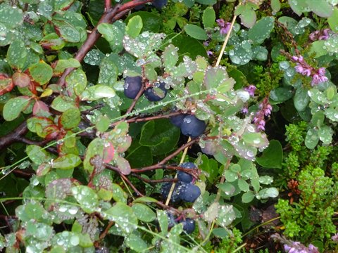 Mirtilli boschivi bagnati di pioggia tra erica in fiore, Islanda