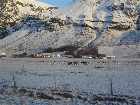Horses grazing on snowy field before snow-covered mountains and white houses, winter light