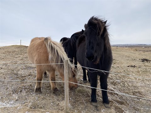 Icelandic horses standing and grazing behind a fence, diffused daylight