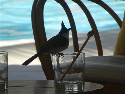 Crested bird backlit on a glass beside a pool, wicker chair