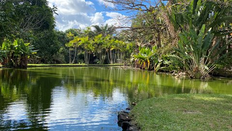 Green pond surrounded by tropical palm trees, grassy bank, cloudy sky, natural daylight