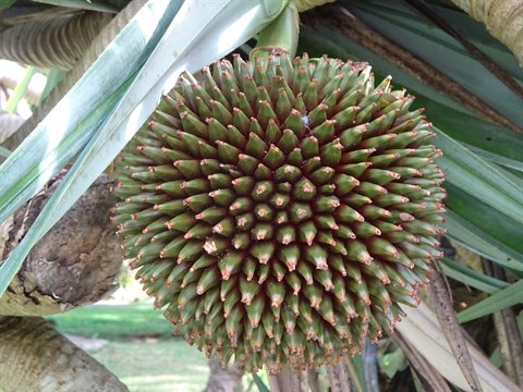 Round spiky green fruit hanging among long leaves, soft natural daylight