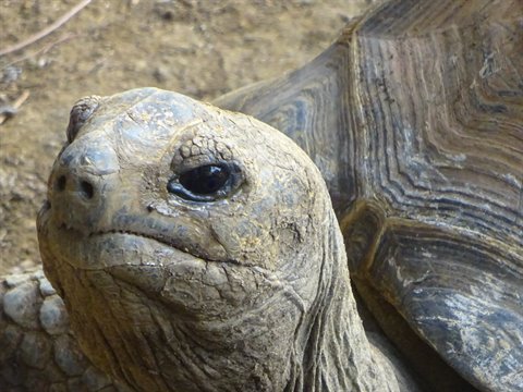 Close-up of a giant tortoise with dark shell, natural daylight