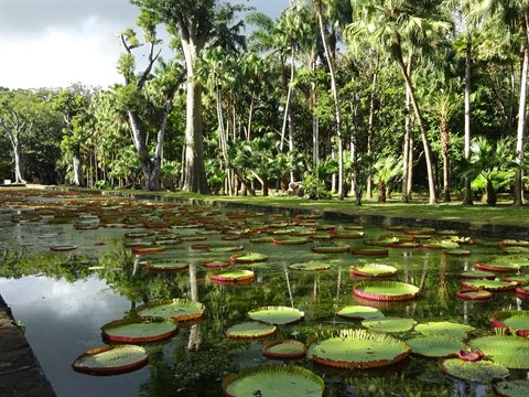 Giant water lilies floating on tropical pond surrounded by palms, soft natural light