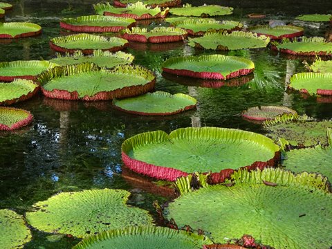 Giant water lily pads floating on a pond, natural light, travel journal page