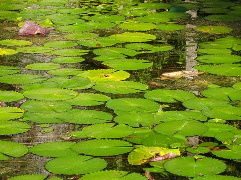 Green water lily leaves float on dark pond, natural daylight