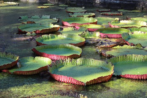 Giant water lily pads floating on green pond water, sunlight