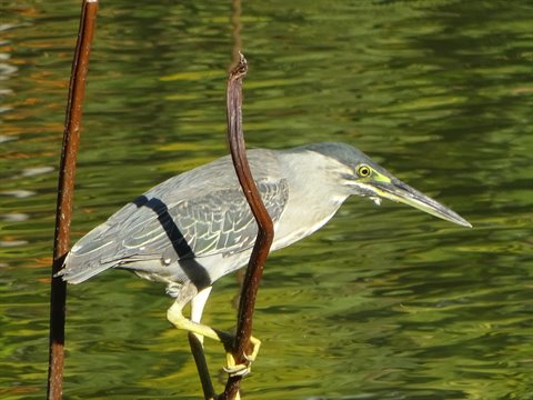 Green heron perched on tilted branch above green water in sunlight
