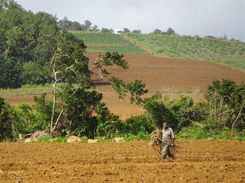 Farmer carrying sugarcane bundle walks across plowed field, cultivated hills behind, daylight