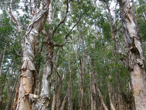 Trees with peeling pale bark in dense forest, soft light filtering through branches
