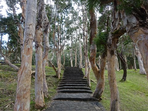 Stone staircase ascending among tall pale-trunked trees, soft natural daylight