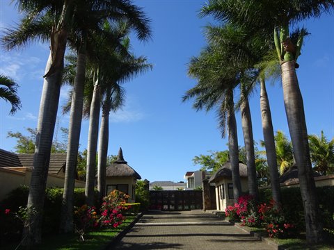 Avenue of tall palm trees and red flowers leading to thatched roofs, blue sky