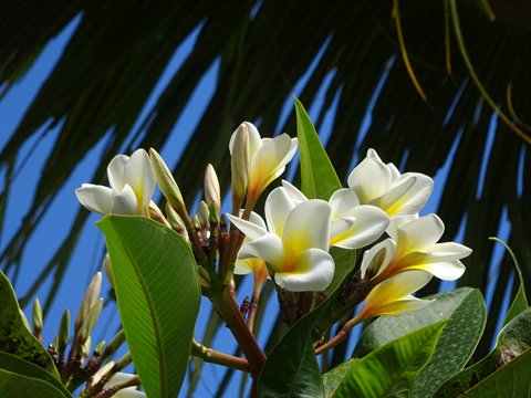 White plumeria flowers with green leaves, backlit against palm fronds and blue sky