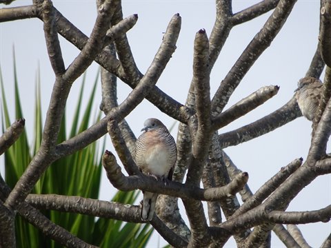 Two zebra doves perched on bare branches, daylight, green leaves in background