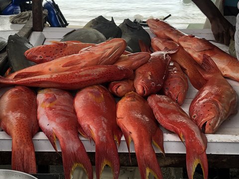 Fresh red fish displayed on wooden table by the harbor, soft daylight