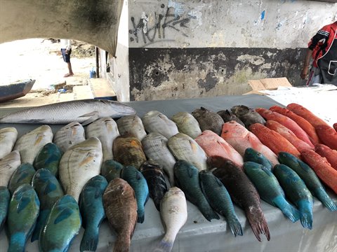 Colorful fish lined up on a table at an outdoor fish market