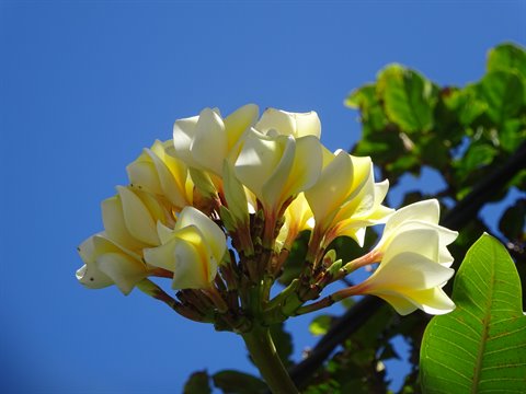 White and yellow plumeria flowers against a blue sky, sunlit