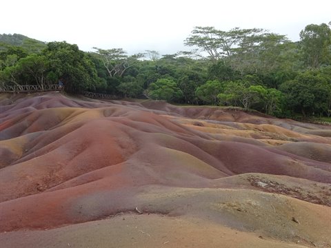Red and purple sand dunes among green trees, soft light, person on wooden bridge