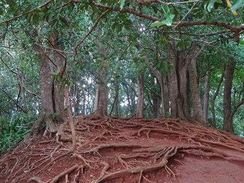Trees with winding roots on red soil, soft light filtering through green foliage