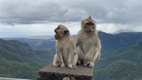 Two monkeys sitting on a concrete block, green cloudy hills behind