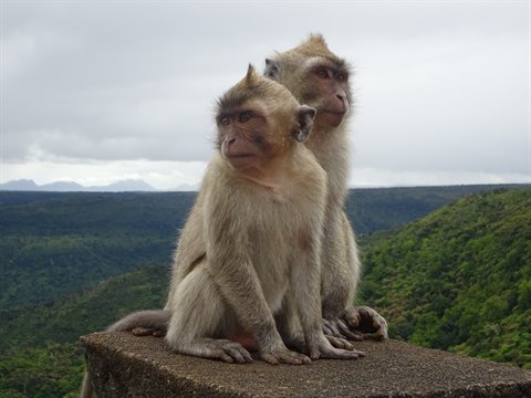 Two monkeys sitting on a stone wall, green forest and cloudy sky behind