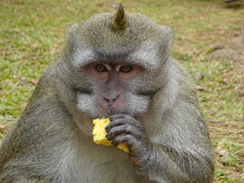 Grey monkey eating yellow fruit on green grass, natural daylight