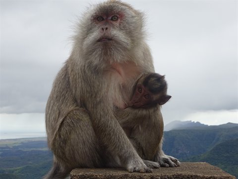 Monkey with baby perched on stone, hills and cloudy sky behind