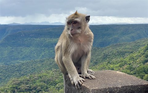 Monkey sitting on stone block, green forest and grey clouds in background